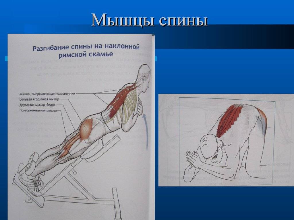 Анатомия мышц спины. научный подход к тренировке спины