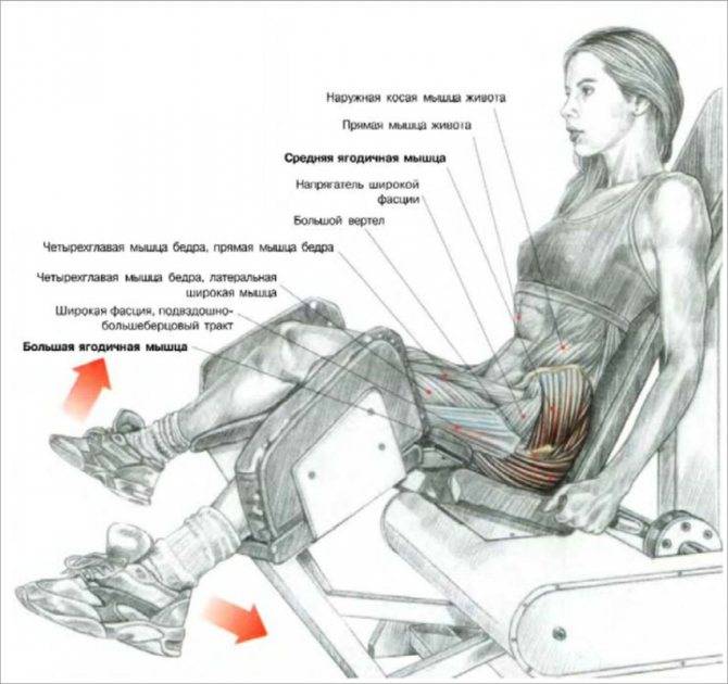 Подъем на носки сидя: техника выполнения, какие мышцы работают