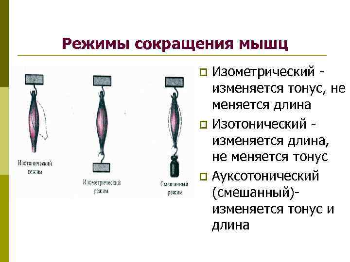 Изотонический и изометрический режимы сокращения. виды мышечного сокращения. изотоническое. краткий словарь используемых терминов