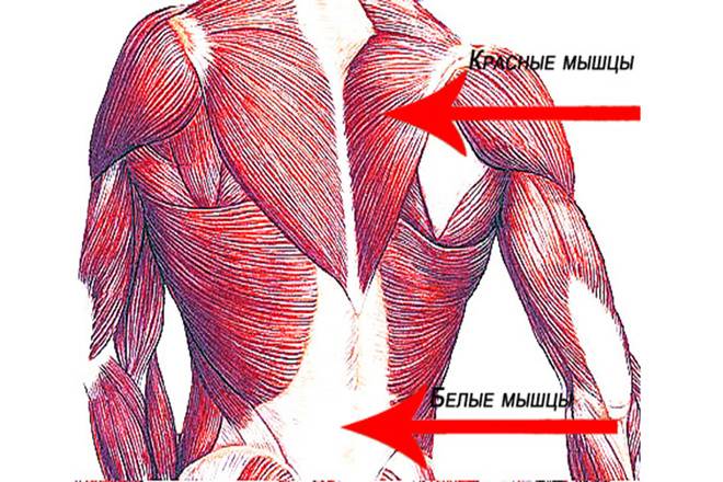 Тренировка медленных мышечных волокон