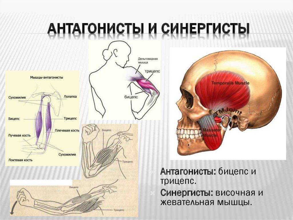 Мышцы-антагонисты и мышцы-синергисты | musclelife.ru