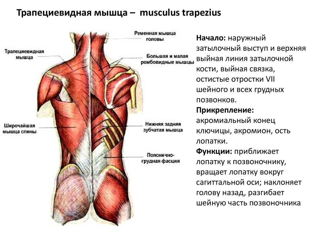Функции трапециевидной мышцы. причины появления боли и способы их лечения