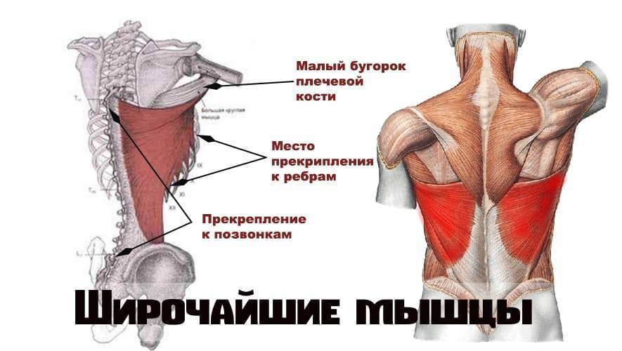 Ромбовидная мышца: функции, где находится, лучшие упражнения