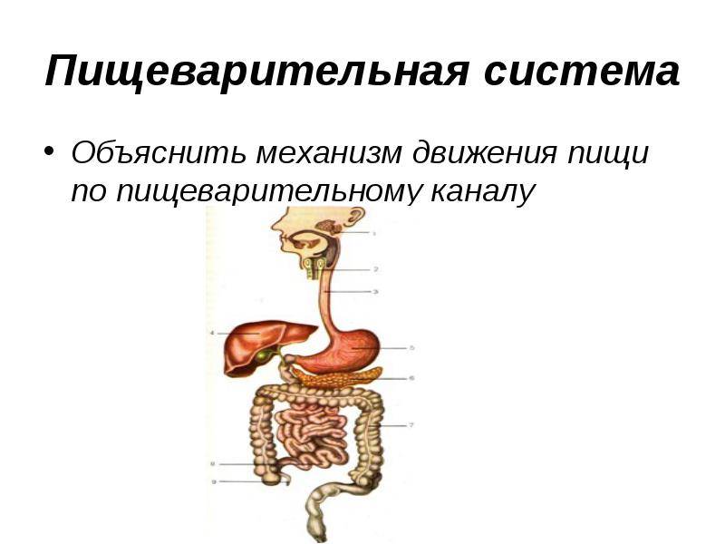 Объяснить система. Движение пищи по пищеварительной системе схема. Схема передвижения пищи по пищеварительному тракту. Последовательность передвижения пищи по пищеварительному каналу. Схема порядка передвижения пищи по пищеварительному каналу.