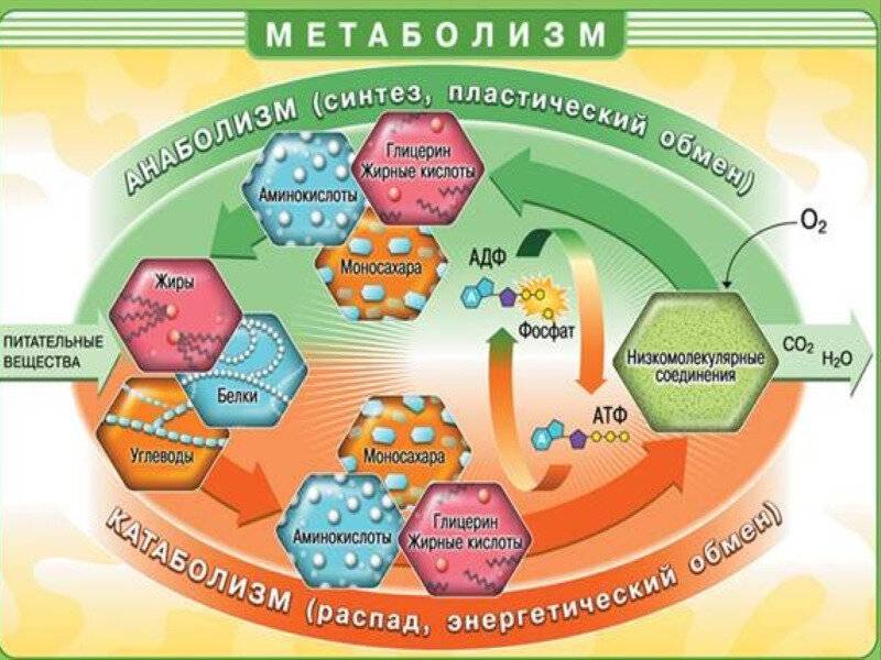 Пластический синтез