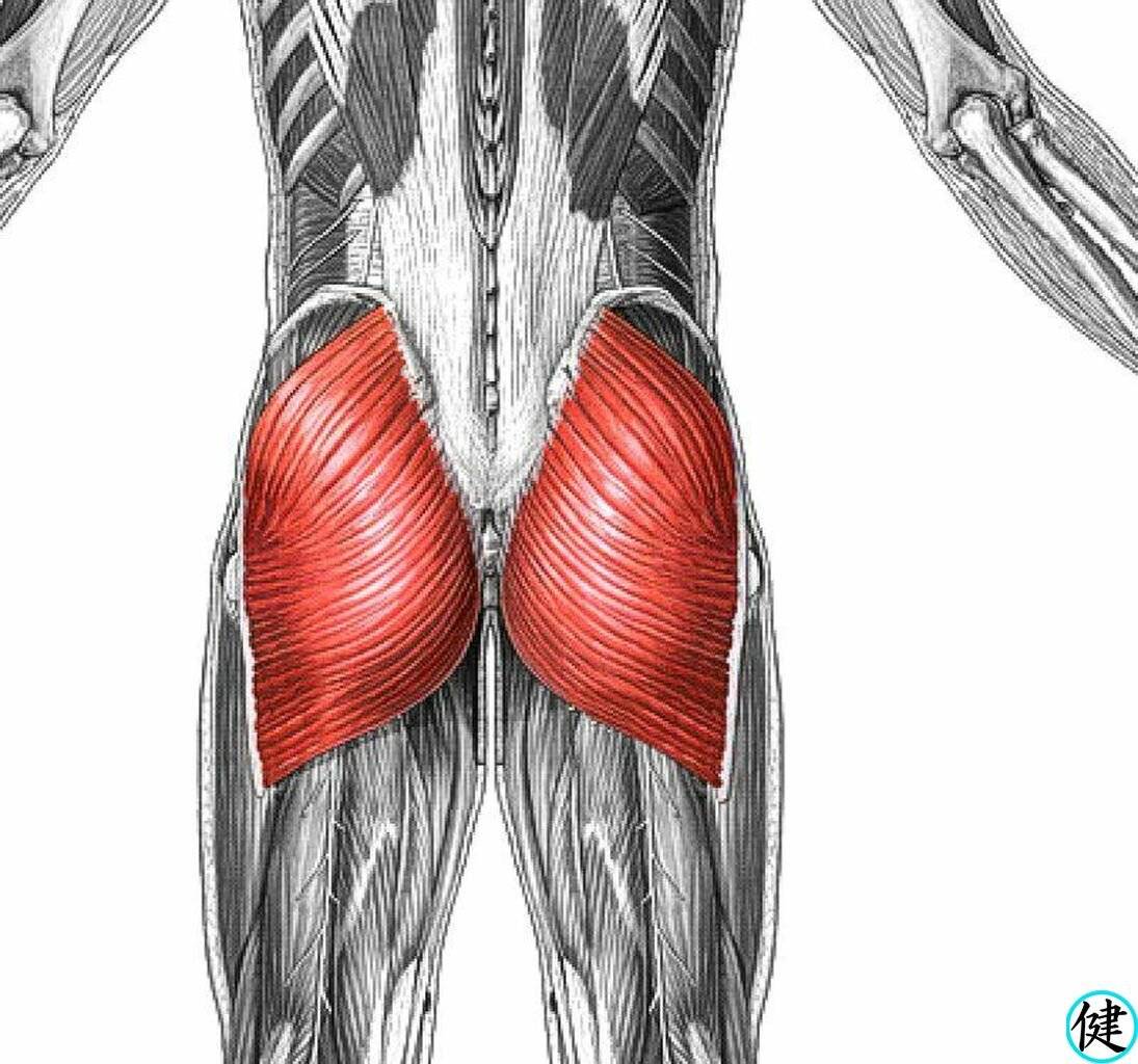 Как накачать верхнюю и нижнюю часть ягодиц и подтянуть боковые ягодичные мышцы | adrenalin-sport.ru