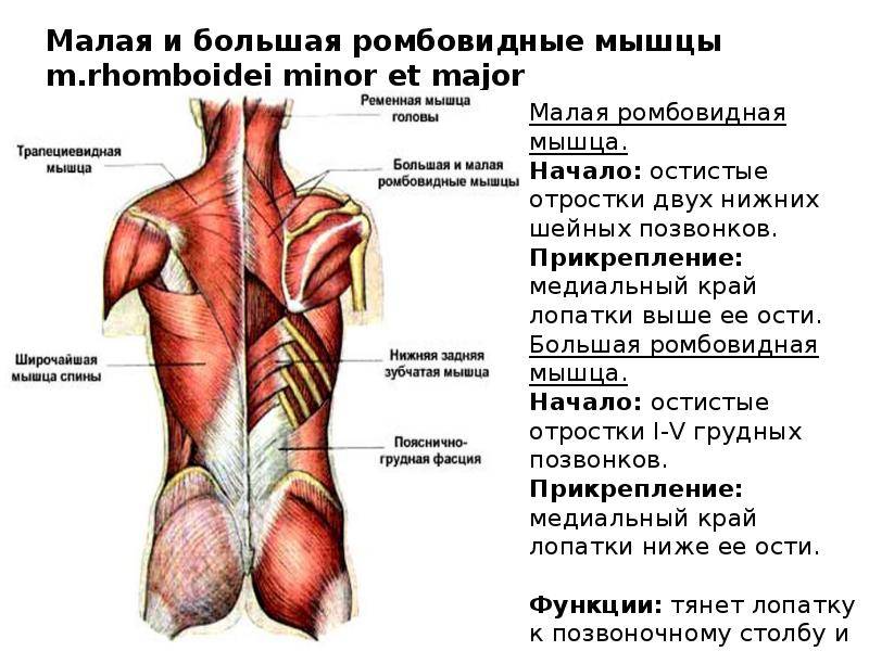 Мышцы спины анатомия картинки с названиями