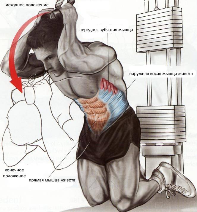 Мышцы и упражнения для них в картинках