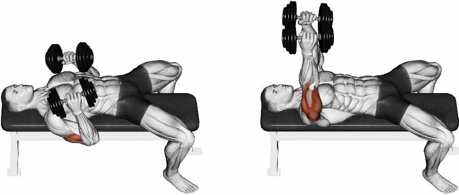 Упражнения на трицепс: как правильно качать трёхглавую мышцу плеча