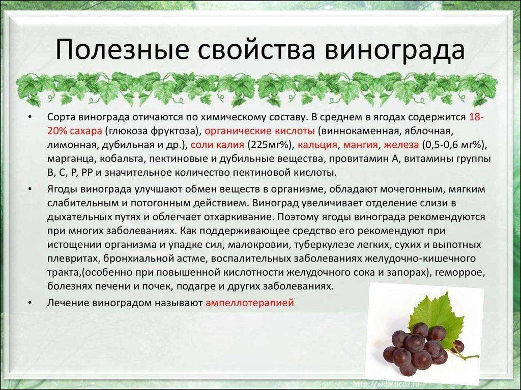 Можно ли есть виноград при диете? виноград: калорийность, польза и вред - dietpick.ru