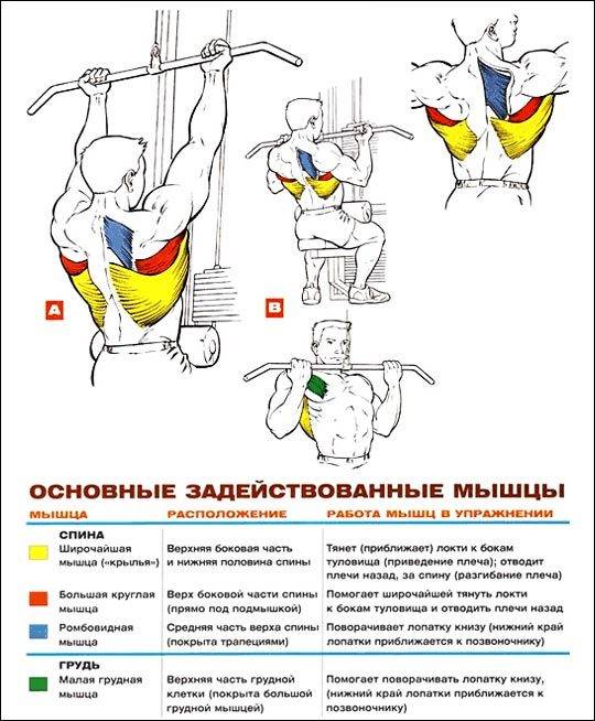 Базовые упражнения для мышц спины на массу