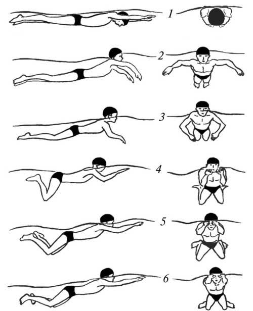 Техника плавания брассом для начинающих: как правильно плавать этим стилем, движения ног и рук пошагово, видео, ошибки и советы