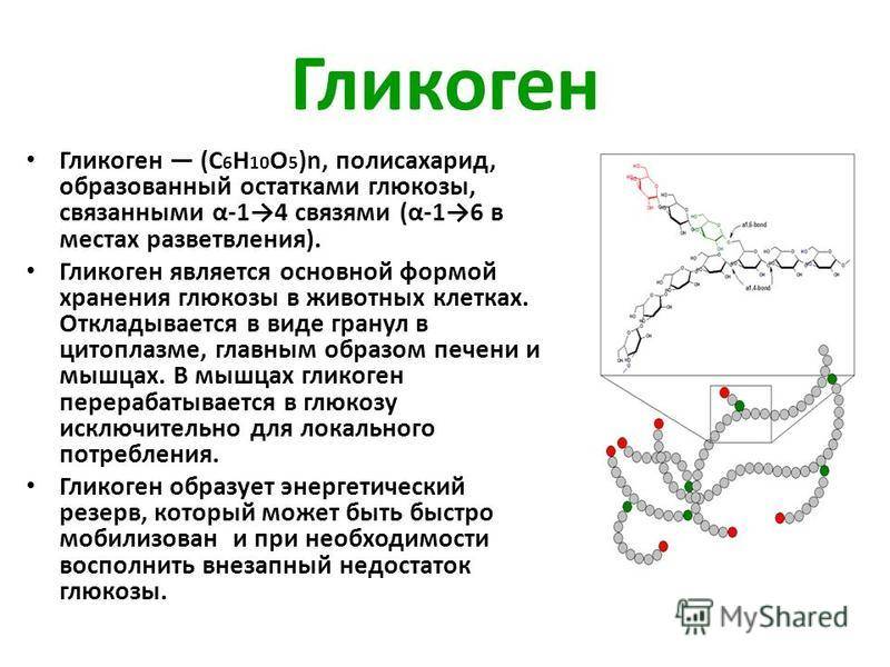 Функции гликогена в организме человека