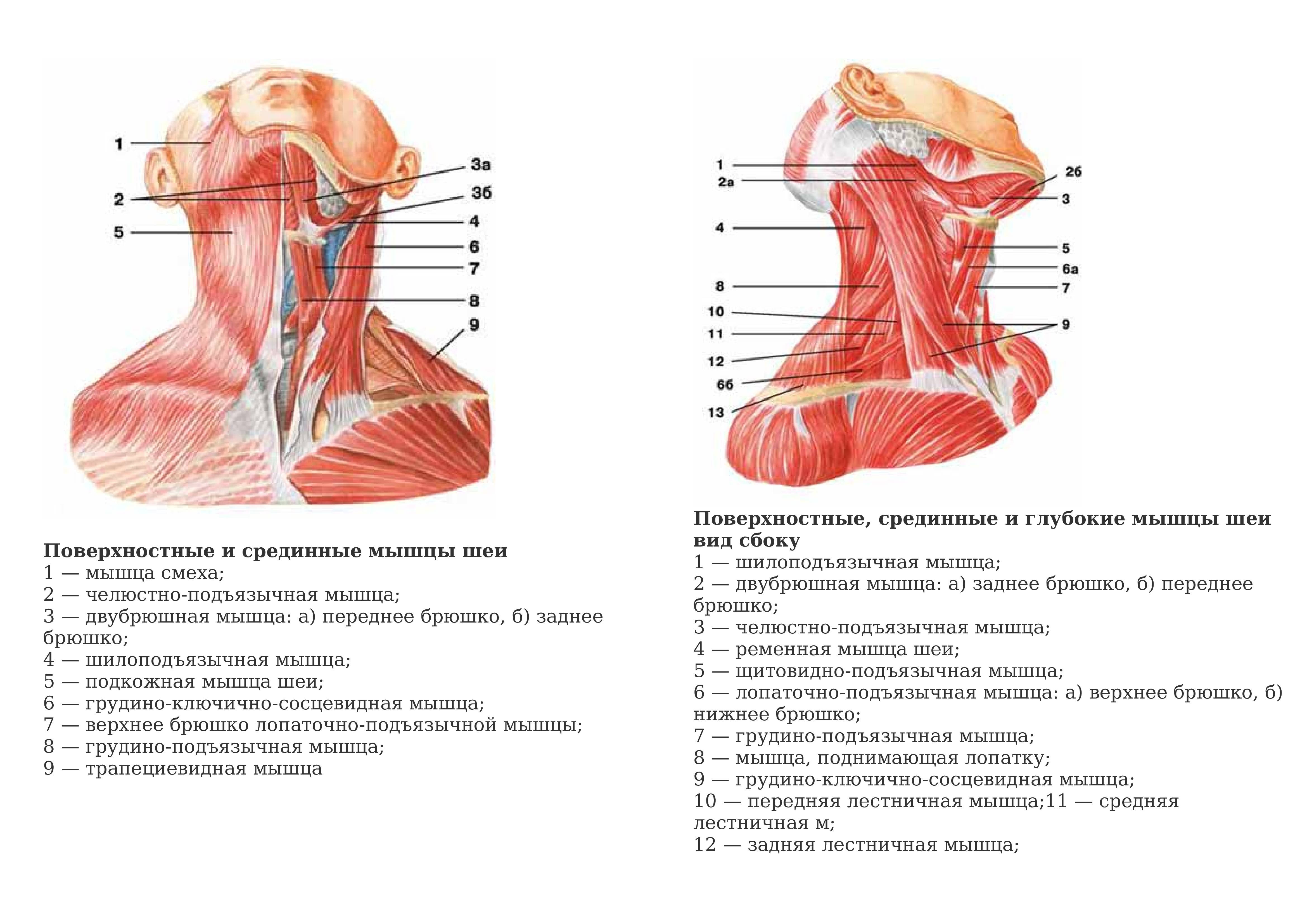 Мышцы головы и шеи: анатомия, таблица групп мышц, функции, расположение, иннервация и строение мышечной системы