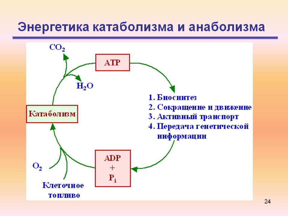 Катаболизм и анаболизм как процессы метаболизма