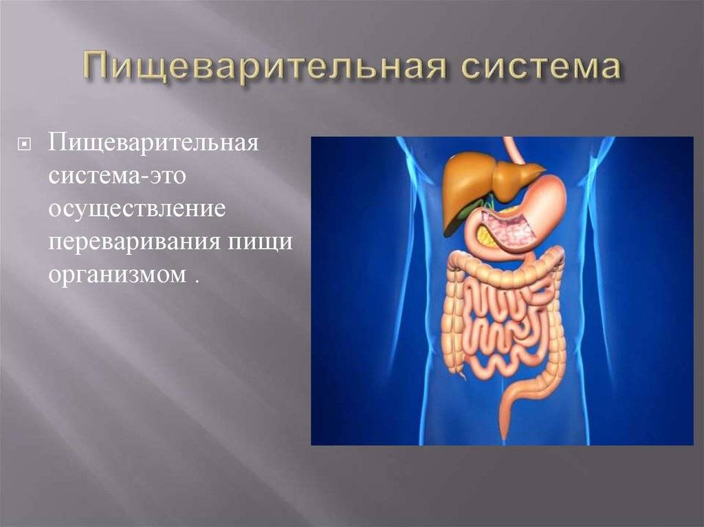 Основы анатомии и физиологии человека. профессиональные заболевания: физиология желудочно-кишечного тракта