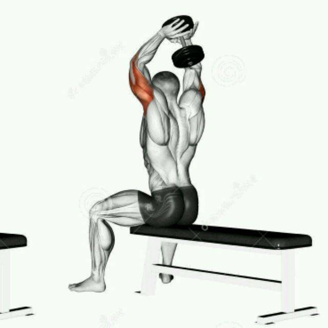 Упражнения на трицепс: как правильно качать трёхглавую мышцу плеча