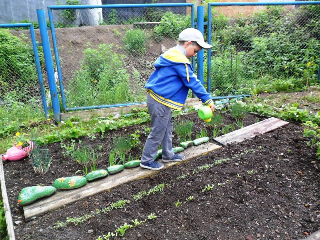 Дети посадили огород. Что сажать на огороде. Детский огород в детском саду. Огород в ДОУ. Огород с грядками для детей.