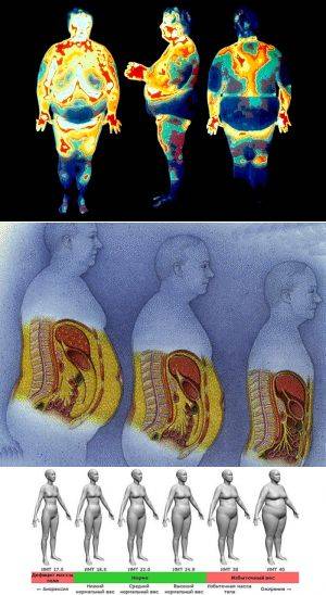 Жировая ткань: роль жира в организме человека