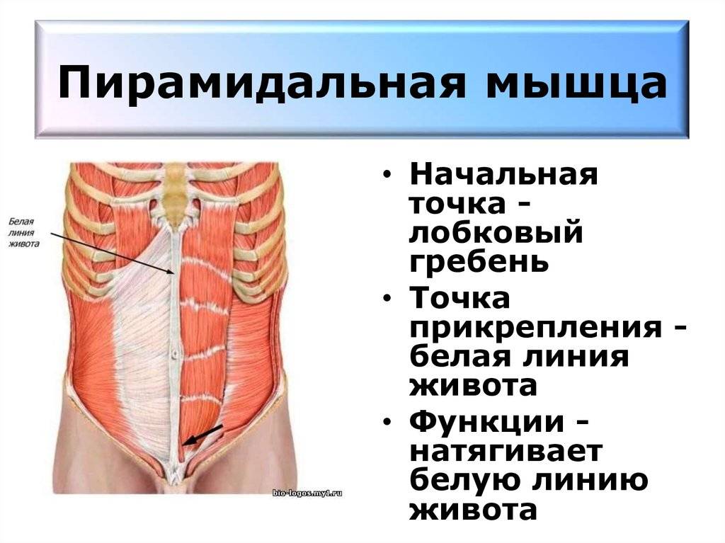 Функции мышц живота. Пирамидальная мышца живота анатомия. Пирамидальная мышца – m. pyramidalis. Анатомия мышцы живота пирамидальная мышца. Поперечная мышца живота функции.