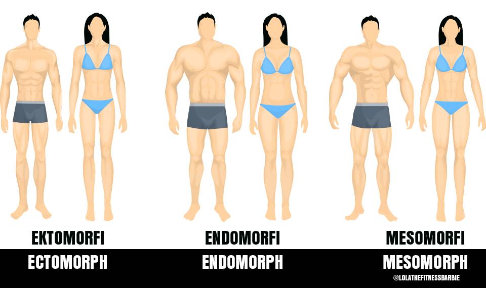 Соматипы человека: чем отличаются эктоморф, мезоморф и эндоморф?