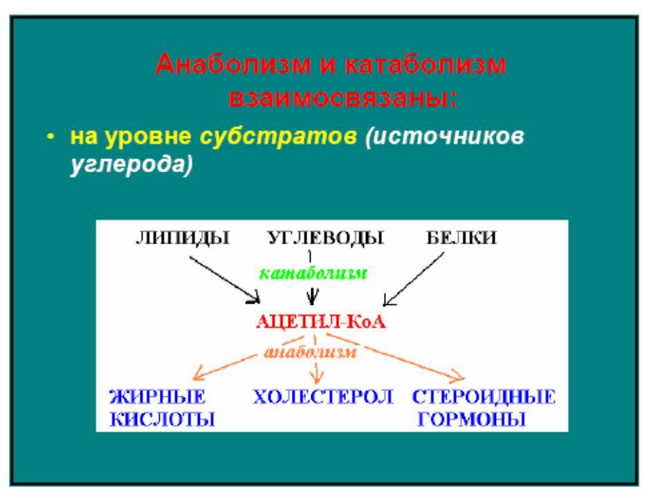 Катаболизм энергетических субстратов общая схема