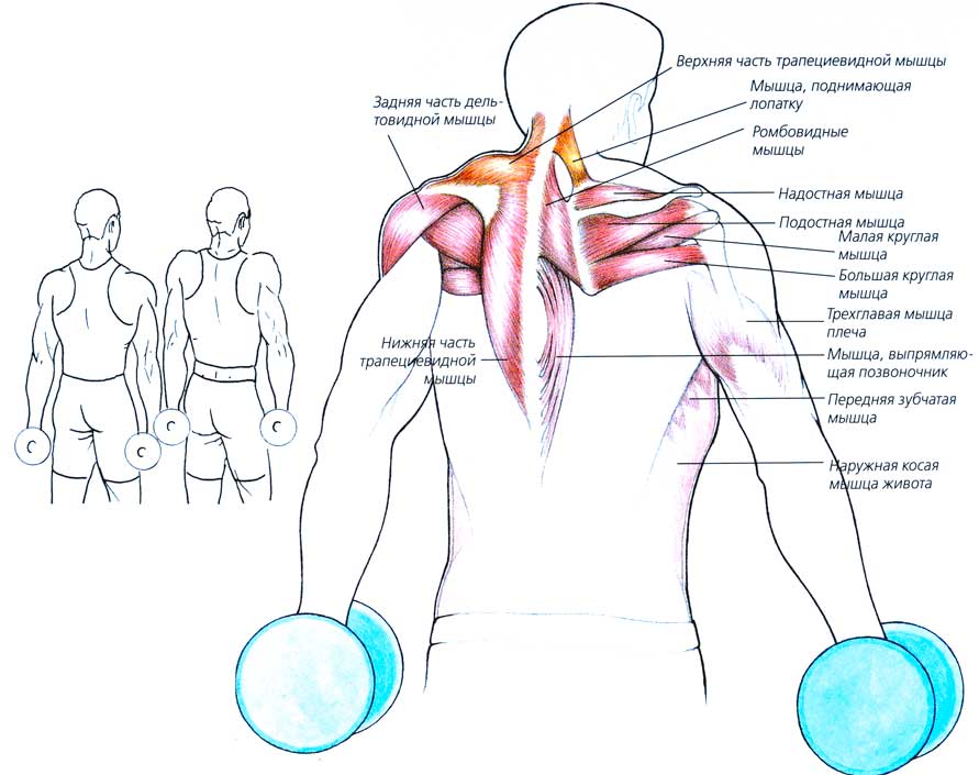 При поднятии руки вверх боль в плече. Синдром трапециевидной мышцы упражнения. Мышцы поднимающие плечо. Мышцы поднимающие руку.