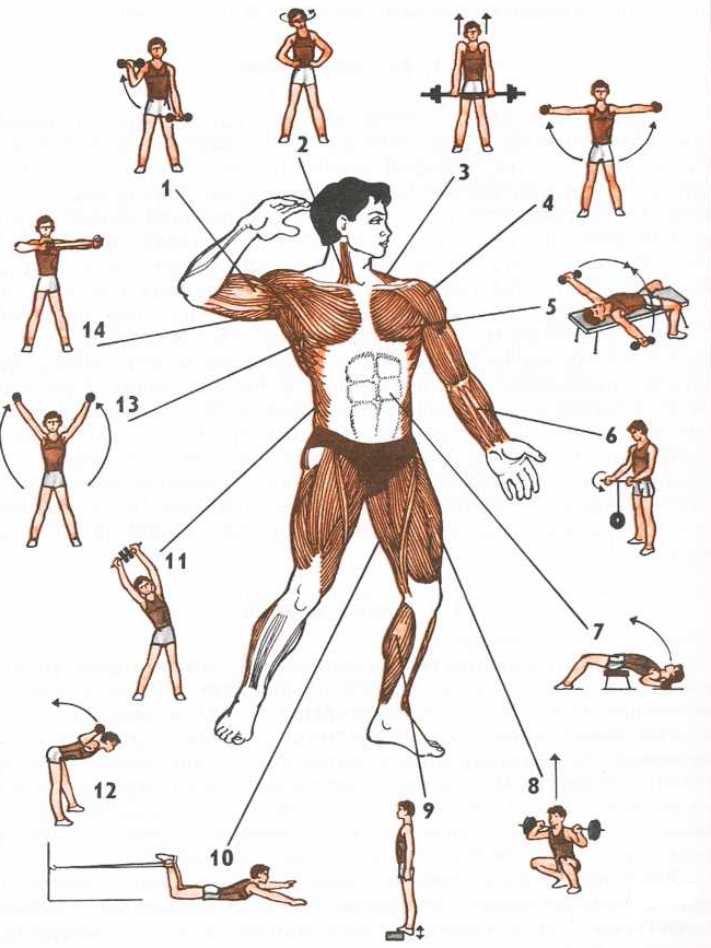 Сколько упражнений эффективно делать на одну группу мышц