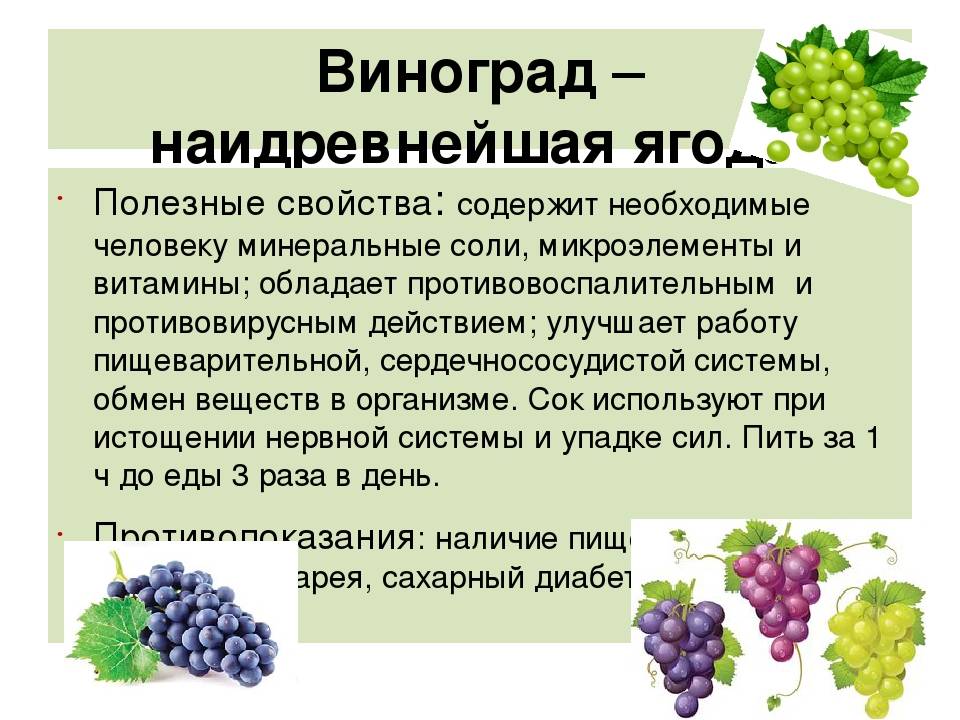Виноград - полезные свойства и противопоказания. применение, калорийность и фото винограда.