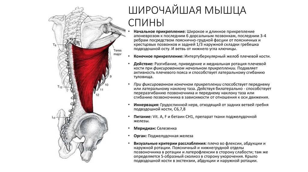 Широчайшая мышца спины анатомия картинки