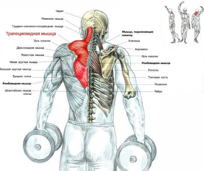 Тренировка мышц спины с гантелями: основные упражнения, принципы и особенности