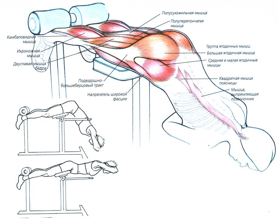 Тренировка спины: как накачать широкую спину в тренажерном зале