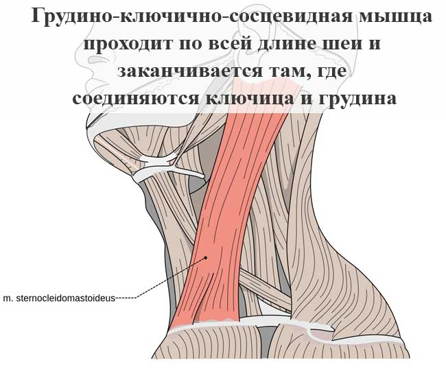 Поверхностные мышцы шеи человека | анатомия поверхностных мышц шеи, строение, функции, картинки на eurolab