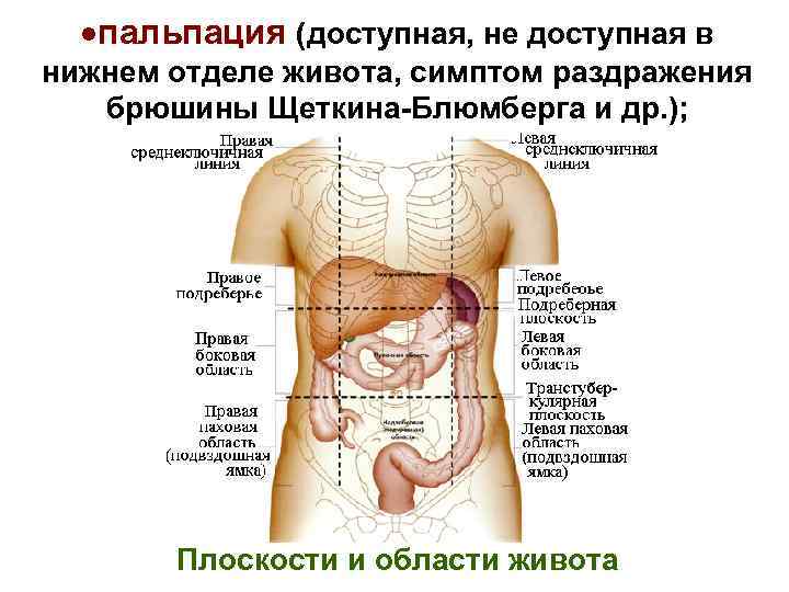 Что находится в правом боку у человека фото