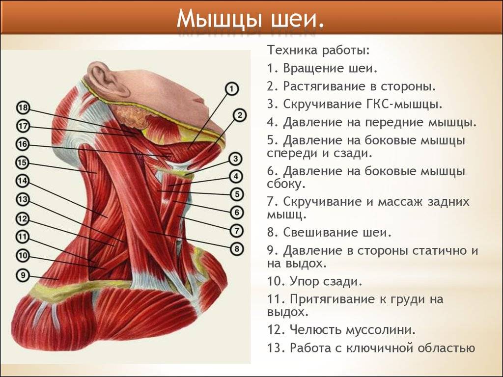 Анатомия  нижнечелюстной линии — институт анатомии