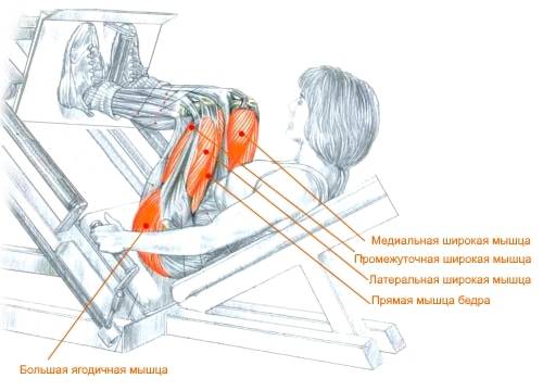 Жим в тренажере вверх сидя: какие мышцы работают, техника выполнения