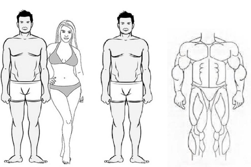 Определение типа телосложения мужчин (эктоморф, мезоморф или эндоморф) | fitbreak! всё о фитнесе и бодибилдинге