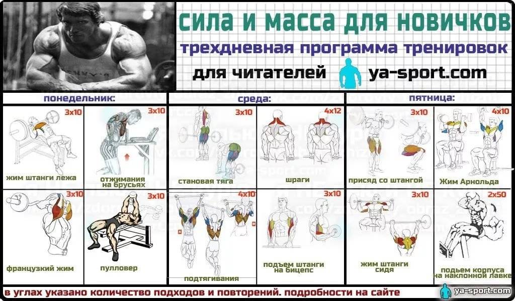 Программа круговой тренировки для мужчин в тренажерном зале, примеры упражнений