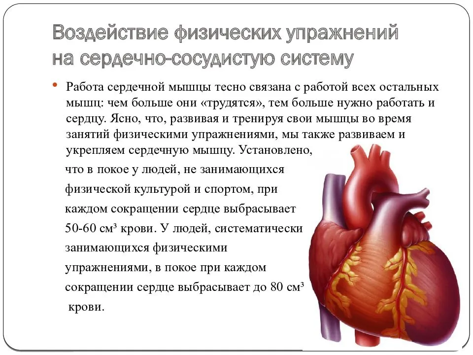 В центре внимания — сердце. что нужно знать о предупреждении кардио-рисков. мнение врача.
