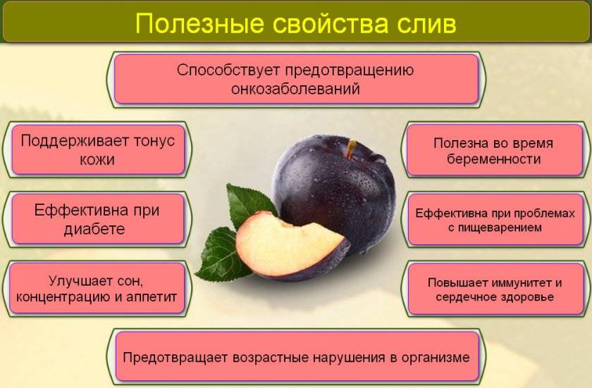 Алыча - полезные свойства и противопоказания, калорийность, состав. рецепты. лучшие сорта алычи