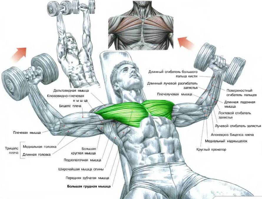 Рост мышц: как заставить мышцы расти не смотря ни на что?