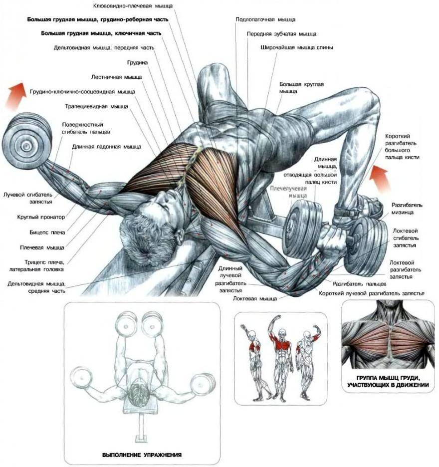 Разводка гантелей на грудные мышцы техника