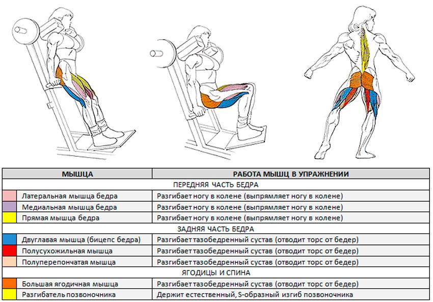 Приседания с колен: техника выполнения, работающие мышцы и польза