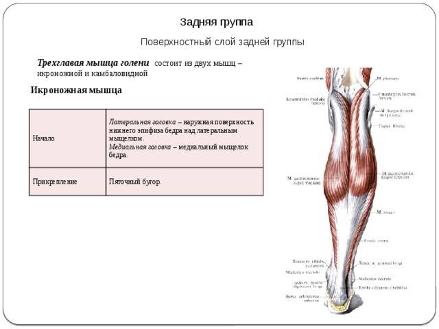 Заболевания мышц ног