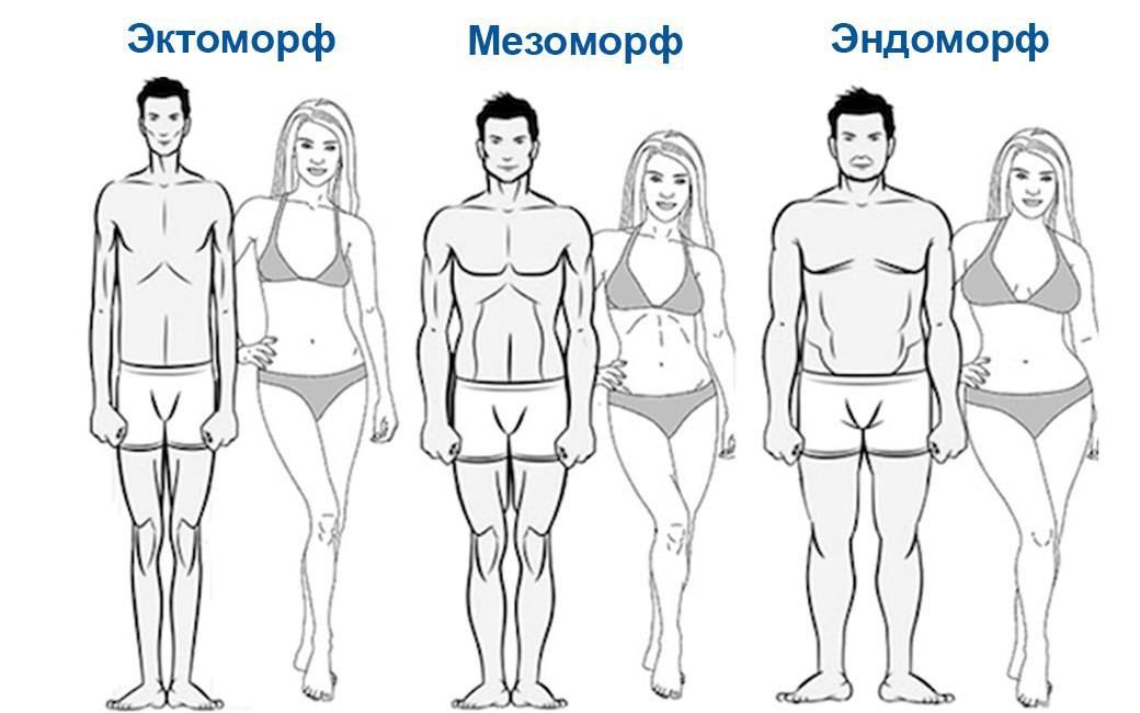 Типы телосложения человека (эктоморф, мезоморф, эндоморф): как определить?