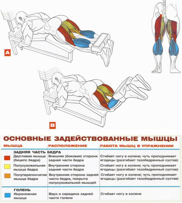 Упражнения на бицепс бедра: как накачать мышцы в тренажерном зале или домашних условиях