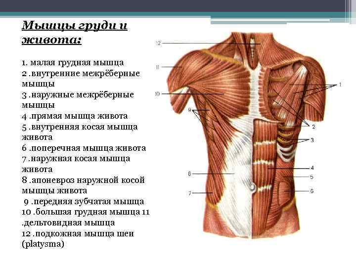 Топографическая анатомия груди