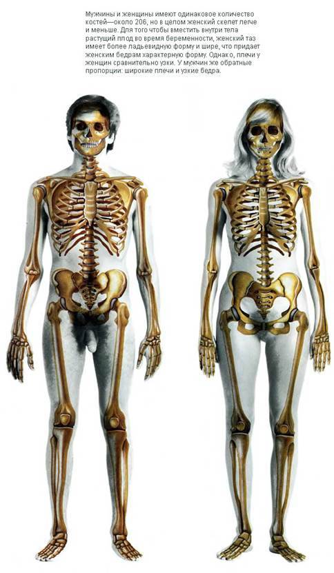 Сколько может весить скелет взрослого человека