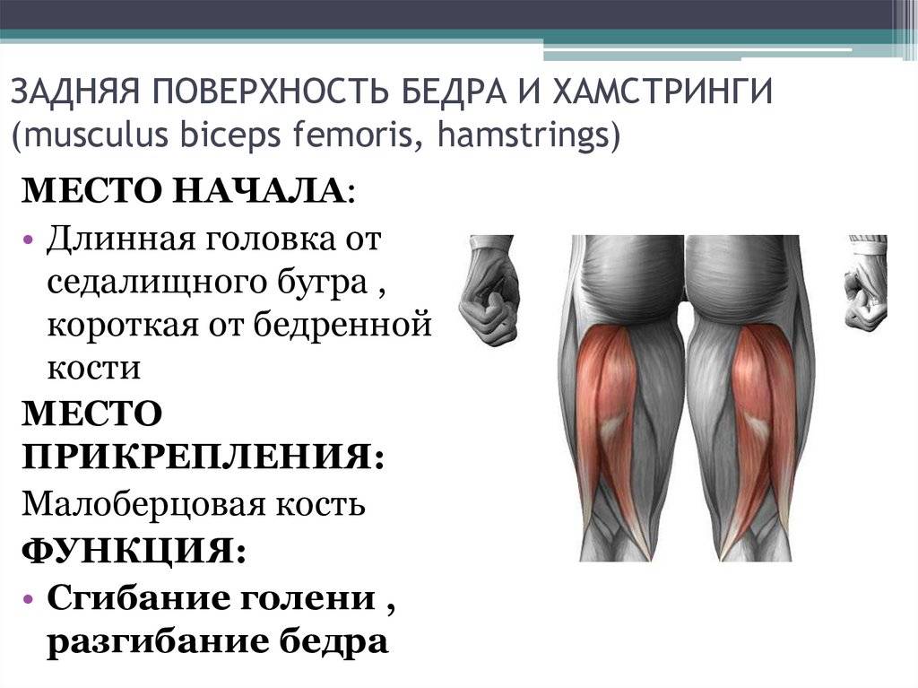 Двуглавая мышца бедра анатомия картинки