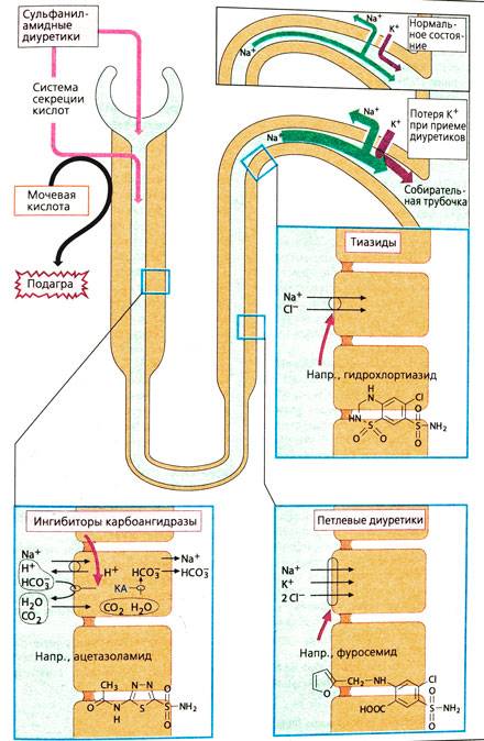 Точки приложения диуретиков схема